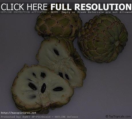 Sugar Apple Annona squamosa