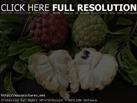 Sugar Apple Annona squamosa