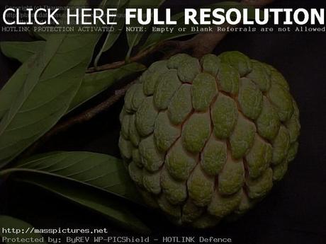 Sugar Apple Annona squamosa