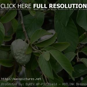 Cherimoya Annona cherimola