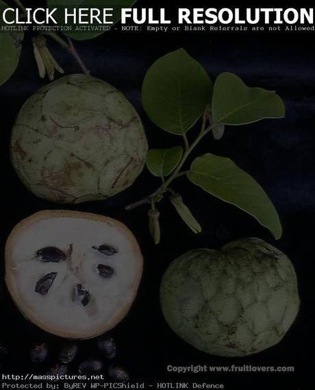 Cherimoya Annona cherimola