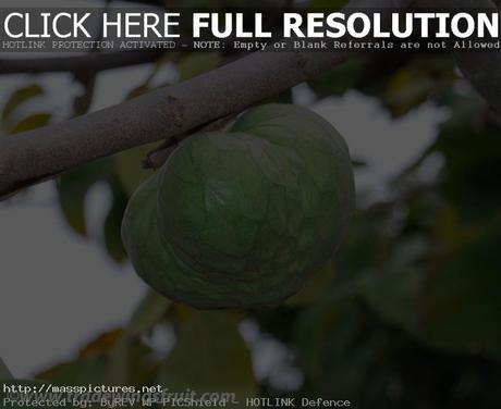 Cherimoya Annona cherimola