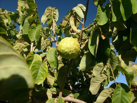 Cherimoya Annona cherimola