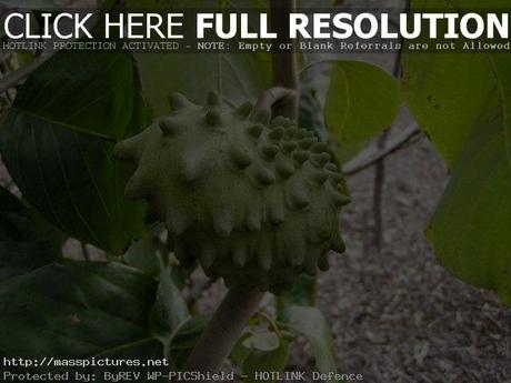 Cherimoya Annona cherimola