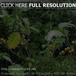 Cocona Solanum sessiliflorum