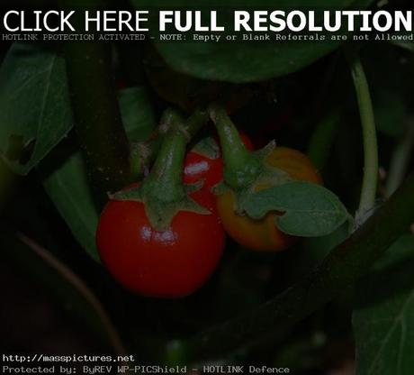 Cocona Solanum sessiliflorum