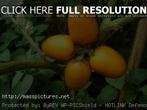 Cocona Solanum sessiliflorum