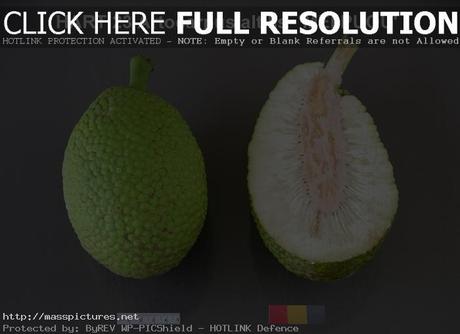 Breadfruit Artocarpus altilis