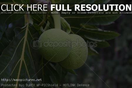 Breadfruit Artocarpus altilis