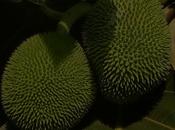 Breadfruit Artocarpus Altilis