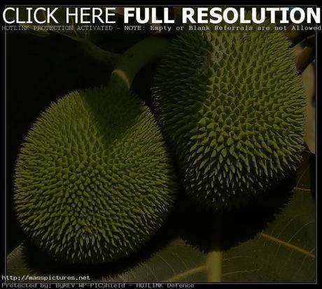 Breadfruit Artocarpus altilis