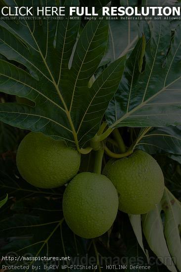 Breadfruit Artocarpus altilis