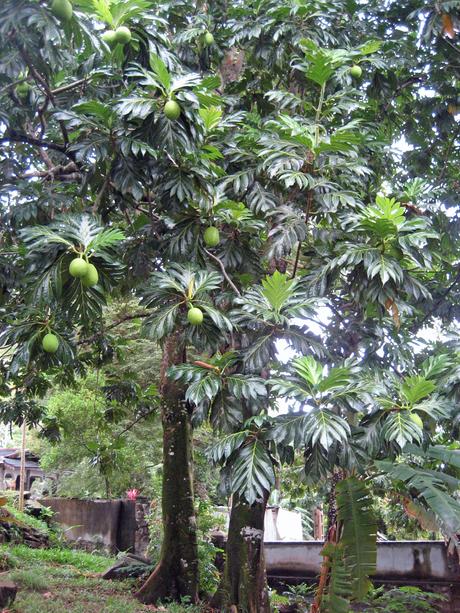 Breadfruit Artocarpus altilis