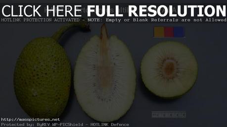 Breadfruit Artocarpus altilis