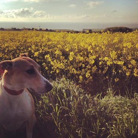 Lurcher