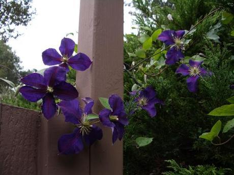 clematis by the gate