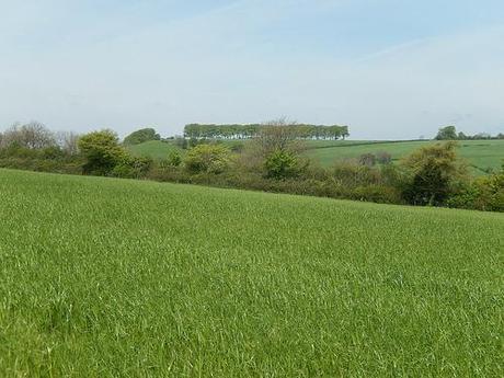 Leading Through Lansdown