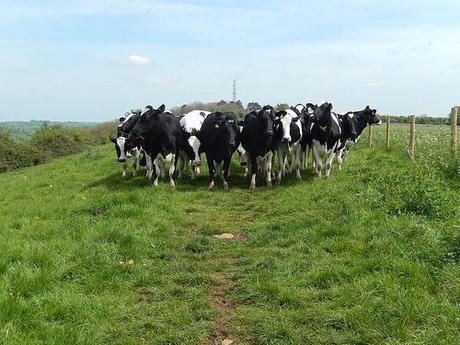 Leading Through Lansdown