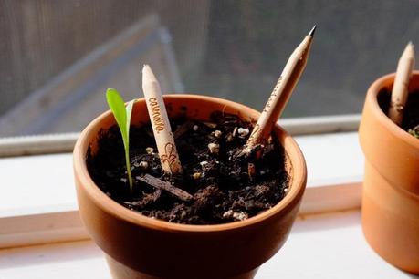 Sprout Pencil   Herb Pack