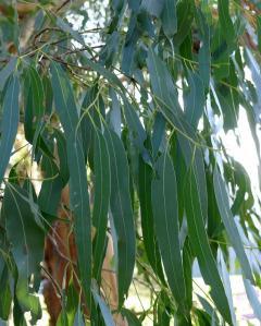 Eucalyptus viminalis (Manna Gum) - leaf, adult