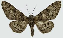 Sometimes judgment comes not as brimstone or earthquake, but as a moth