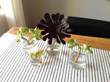 Nook-and-sea-succulents-jars-glass-water-vase-growing-stalks-stems-cuttings-purple-aeonium-jade-striped-table-runner-wood-beach-house