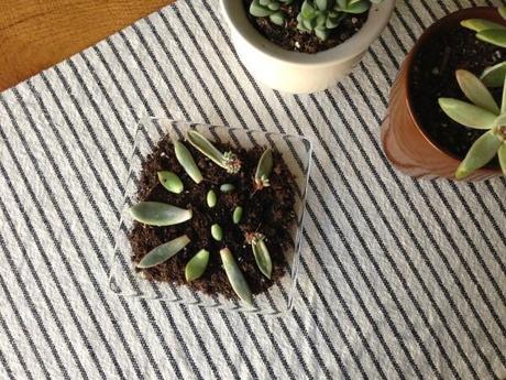 succulent-babies-cuttings-leaves-sprouts-tray-dish-striped-table-runner-wood-plants-gardening