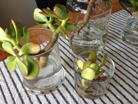 succulents-jars-vases-water-cuttings-stalks-propogating-growing-gardening-jade