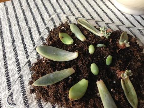 succulents-propogating-leaves-cuttings-growing-roots-sprouting-tray-babies
