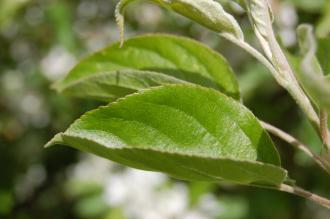 Malus 'John Downie' Leaf (19/04/2014, Kew Gardens, London)