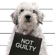 Puppy wearing a not guilty sign.