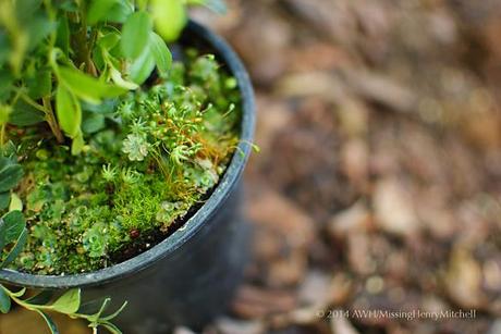 interesting moss in lingonberry pot