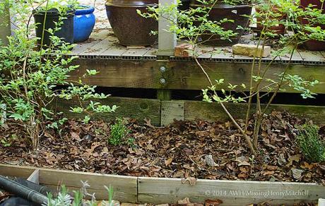 The lingonberries and blueberries grow in a raised bed of native clay and decomposed pine bark. 