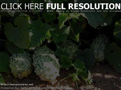 Horned melon Cucumis metuliferus