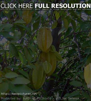 Star fruit Averrhoa carambola