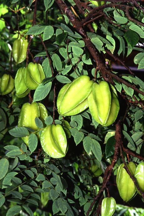 Star fruit Averrhoa carambola