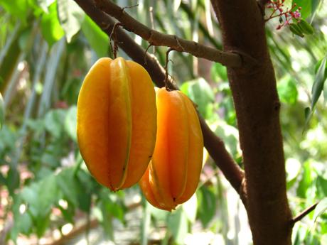 Star fruit Averrhoa carambola