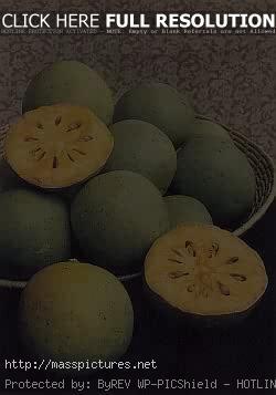 Bael Aegle marmelos