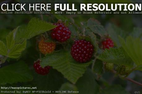 Salmonberry Rubus spectabilis