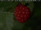 Salmonberry Rubus Spectabilis