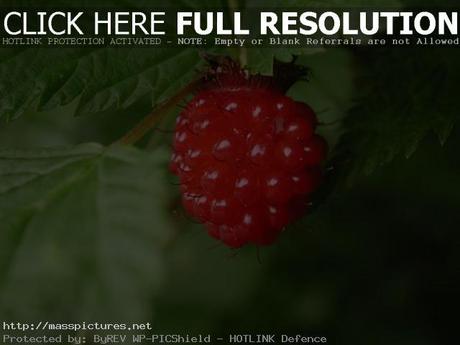 Salmonberry Rubus spectabilis