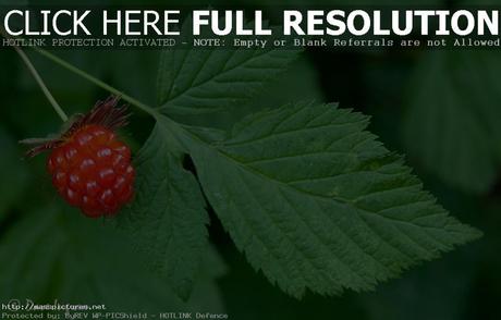 Salmonberry Rubus spectabilis