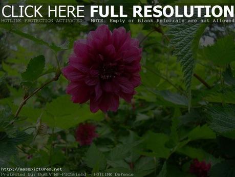 Salmonberry Rubus spectabilis