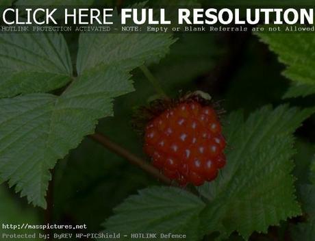 Salmonberry Rubus spectabilis