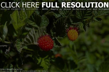 Salmonberry Rubus spectabilis