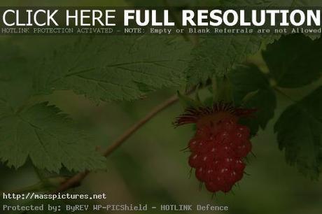 Salmonberry Rubus spectabilis