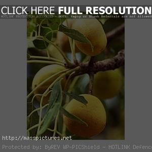 Marula Sclerocarya birrea