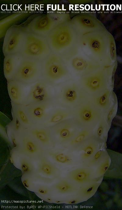 Noni Morinda citrifolia