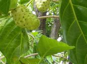 Noni Morinda Citrifolia