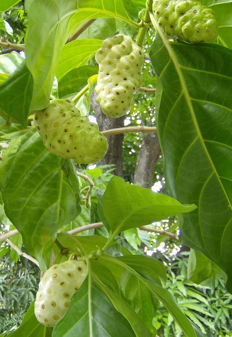 Noni Morinda citrifolia